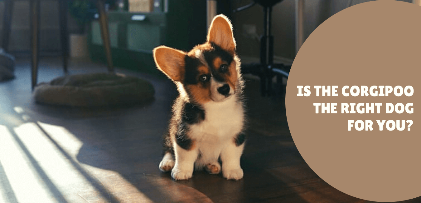 Is the Corgipoo (Corgi Poodle Mix) the Right Dog for You? | Social