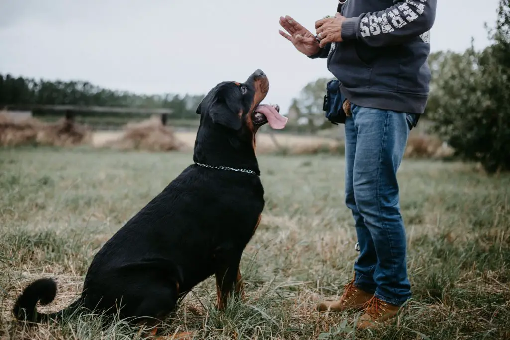 Dog Training Tips For First-Time Dog Owners | Social Doggy Club