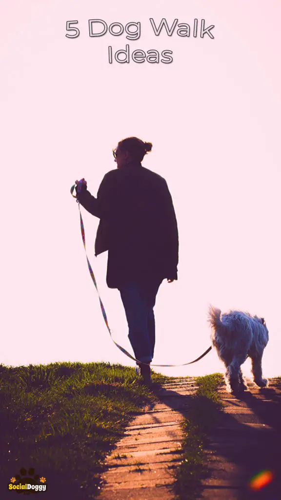 5 Dog Walk Ideas Fun For You And Your Pup | Social Doggy Club