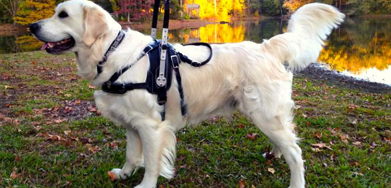 What is the Best Harness for a Blind Dog? Social Doggy Club