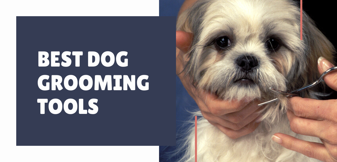 where to get your dog groomed