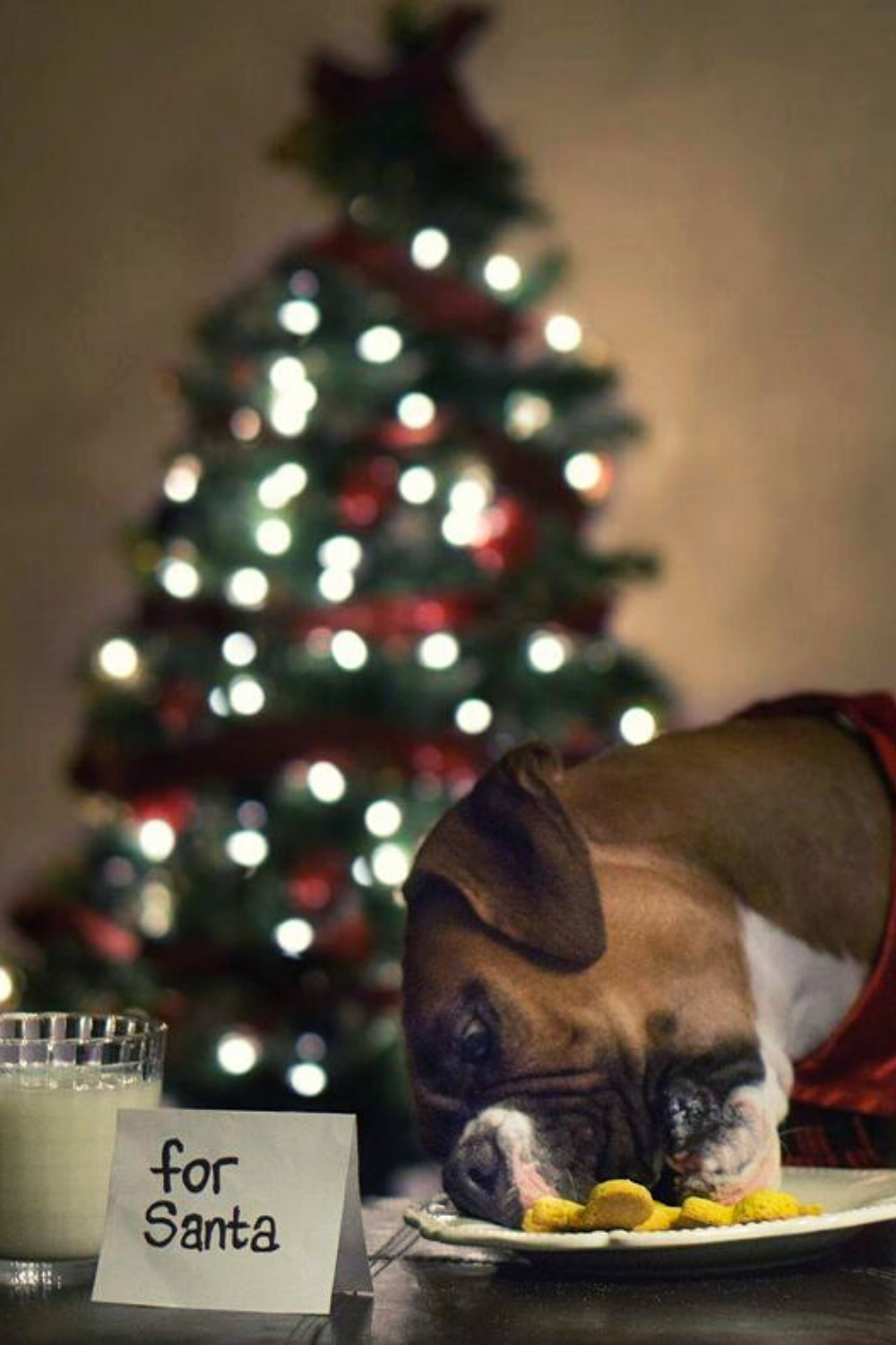 12 Extremely Cute Dog Christmas Card Photo Ideas | Social Doggy Club