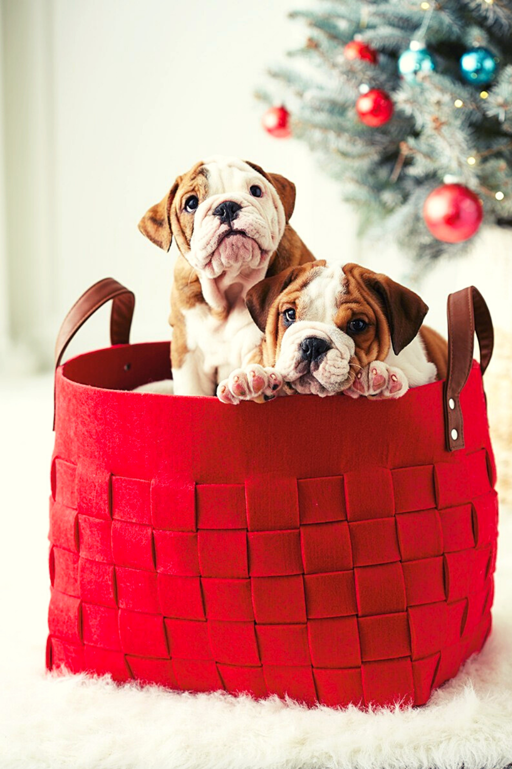12-extremely-cute-dog-christmas-card-photo-ideas-social-doggy-club