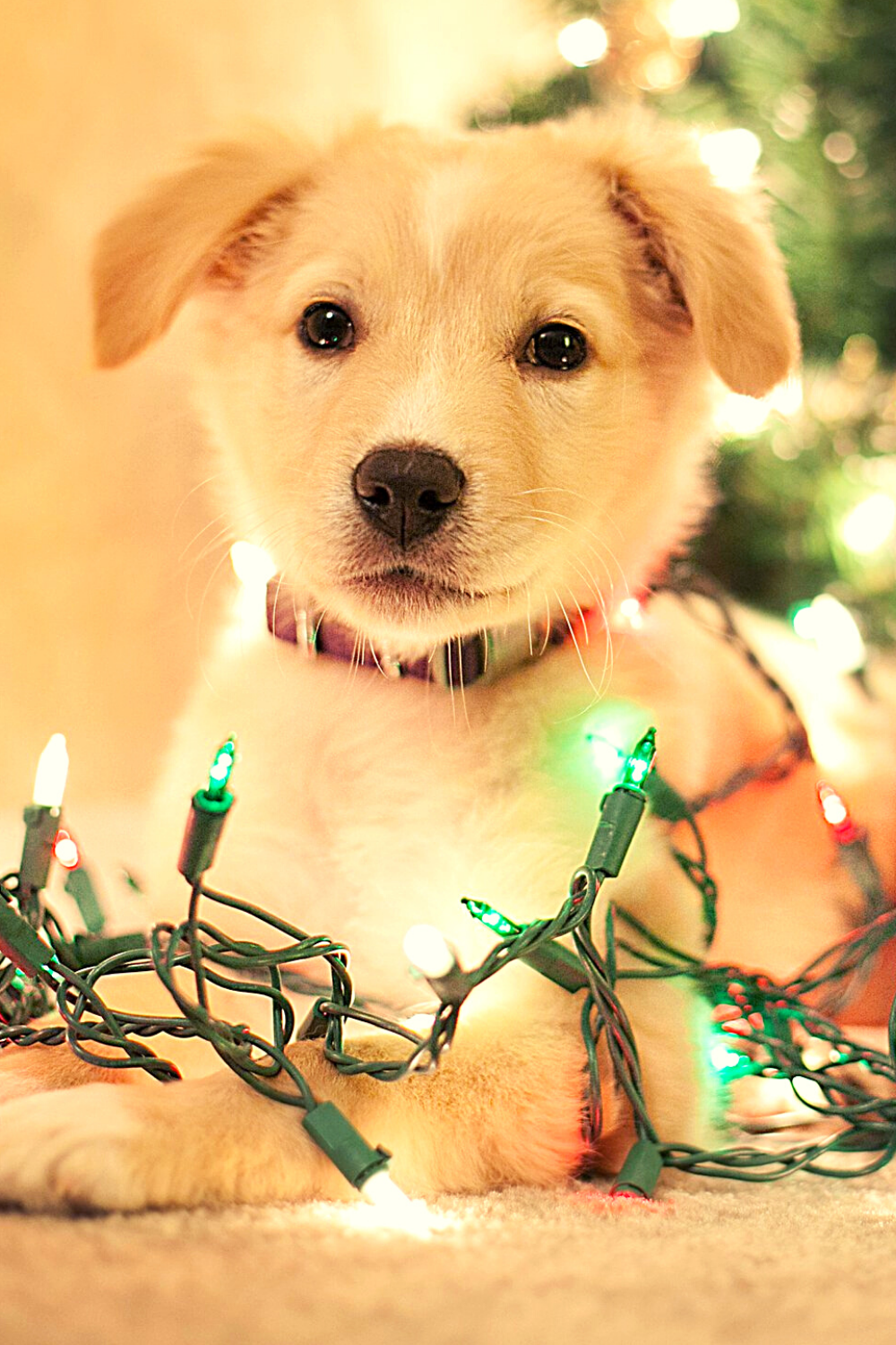 12 Extremely Cute Dog Christmas Card Photo Ideas | Social Doggy Club