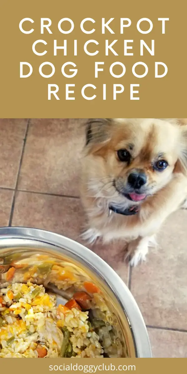 6 Healthy Dog Food Recipes Are Perfect For Busy Owners | Social Doggy Club