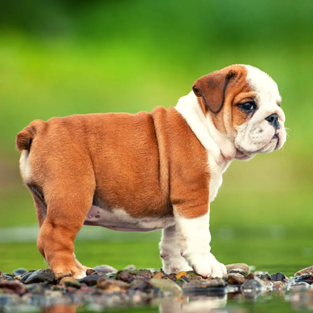 10 Dog Breeds That Don't Mind Being Home Alone | Social Doggy Club