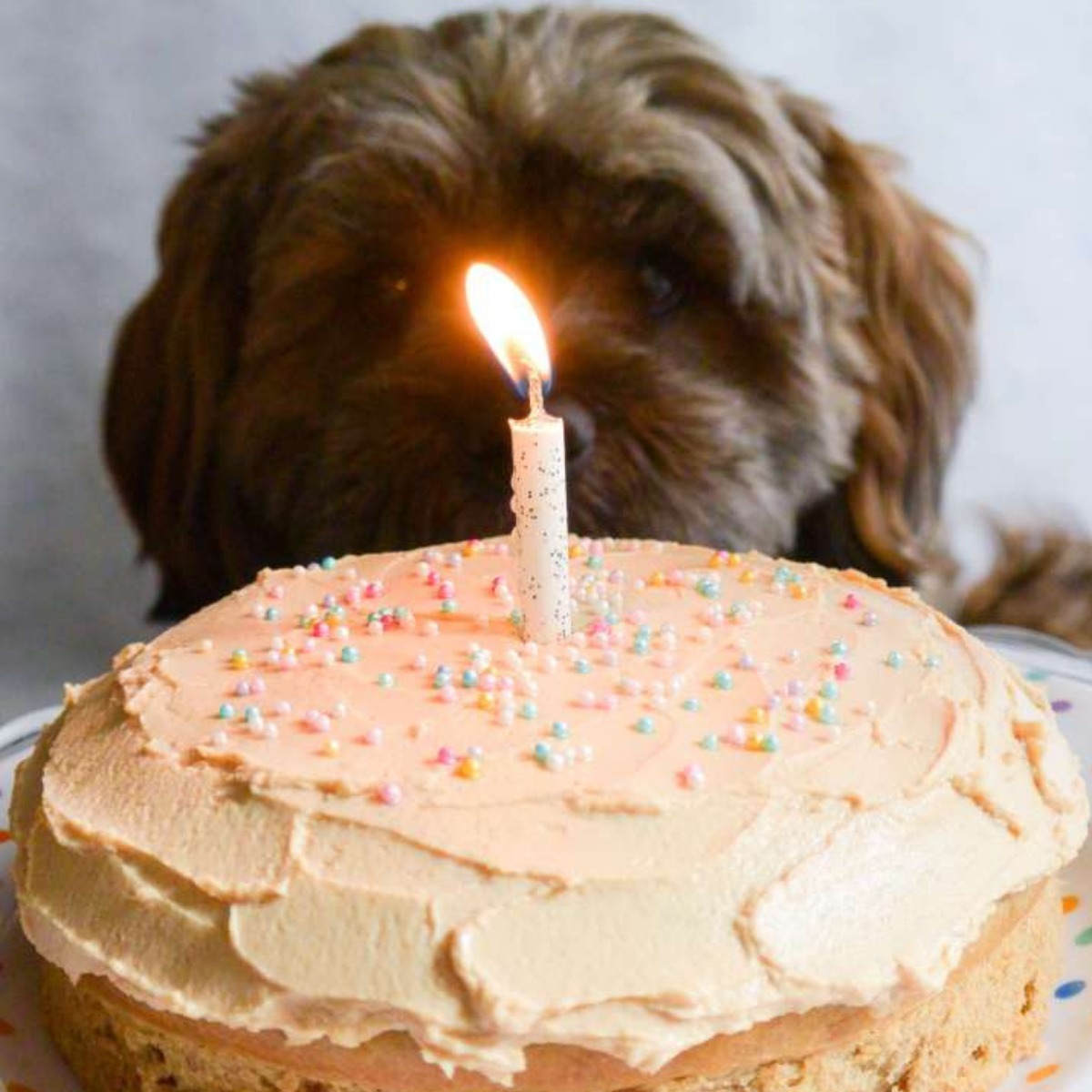 12 Dog Birthday Cake Recipe Ideas For Your Pup To Enjoy in 2022 ...