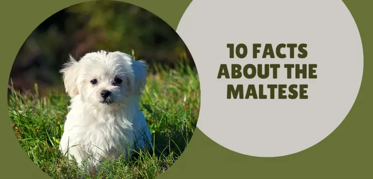 Fun and Interesting Facts About the Maltese Breed | Social Doggy Club