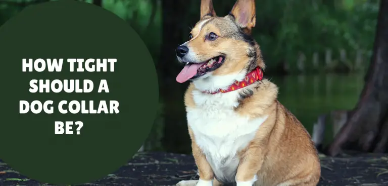 How Tight Should a Dog Collar Be? | Social Doggy Club