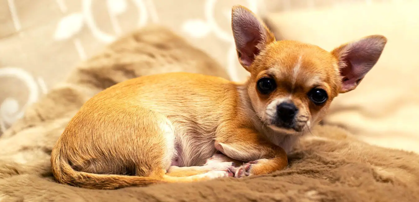 Top 10 CuddleFriendly Dog Breeds Social Doggy Club