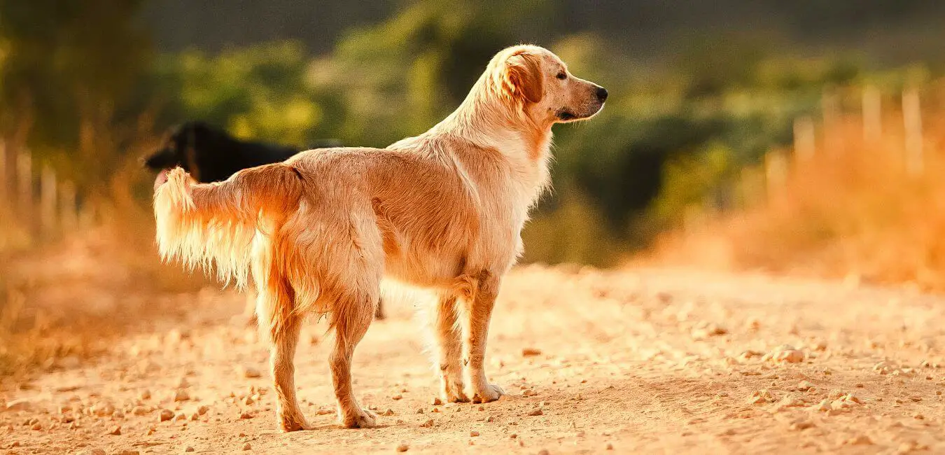 Everything You Need To Know About The Golden Retriever Social Doggy Club
