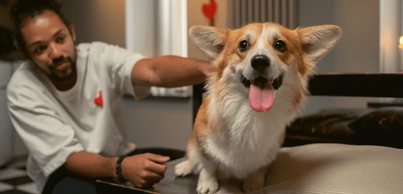 Why Does My Dog Pant In The Middle Of The Night? Social Doggy Club