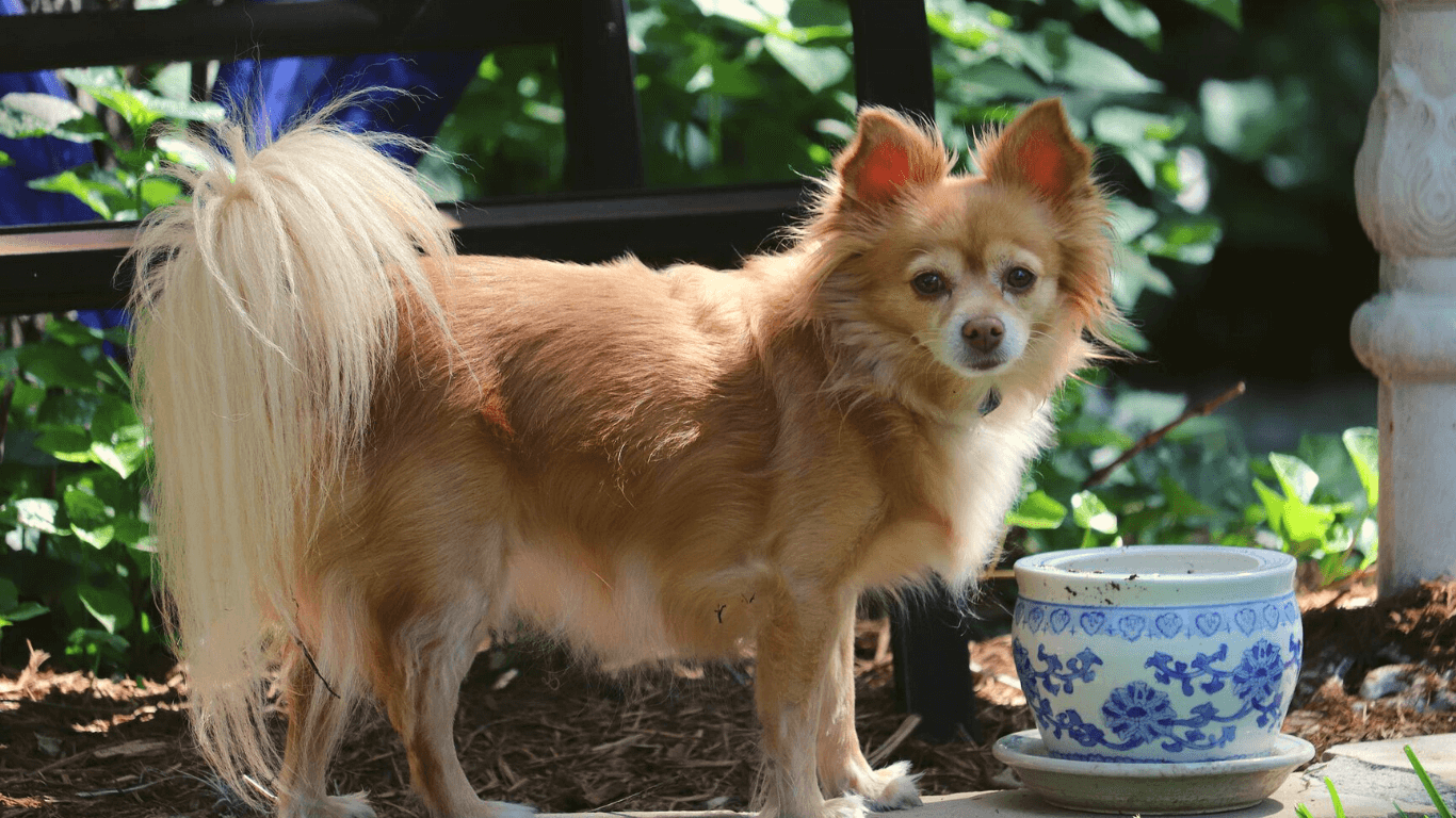 How to Create the Ideal Dog Backyard Social Doggy Club