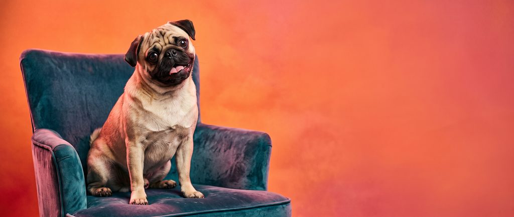 Fawn Pug sitting on a velvet armchair against a bright backdrop