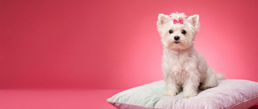 Tiny white Maltese on a velvet cushion against a pink backdrop
